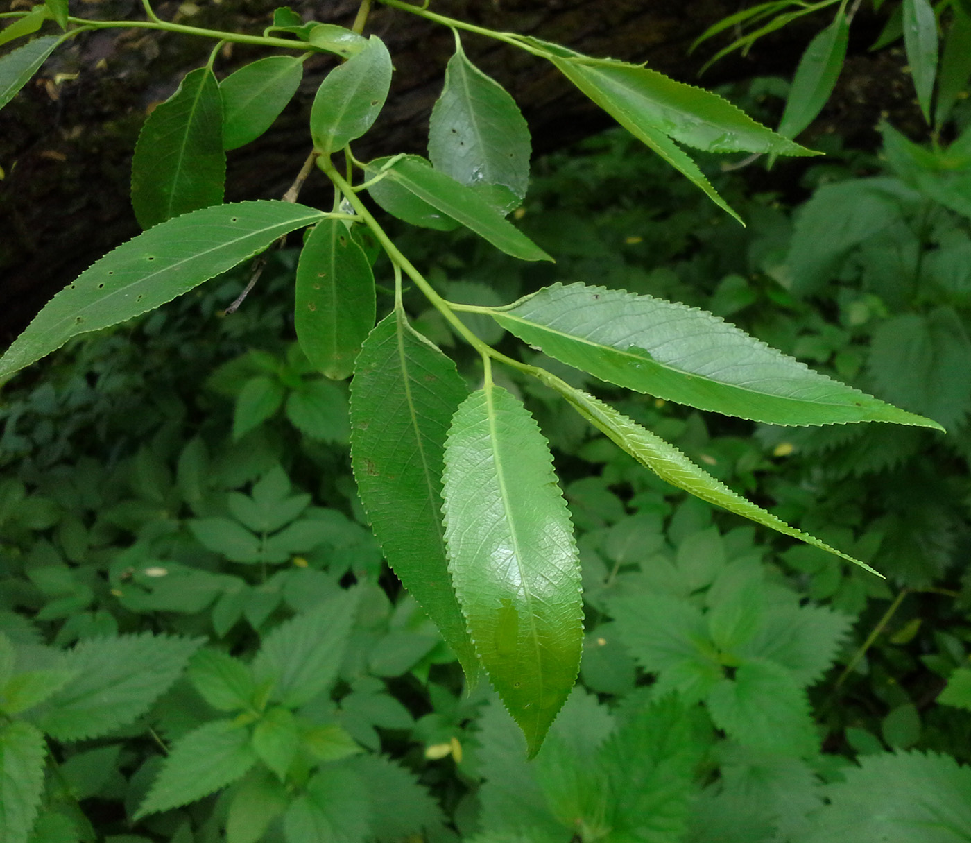 Image of Salix euxina specimen.