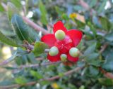 Ochna serrulata