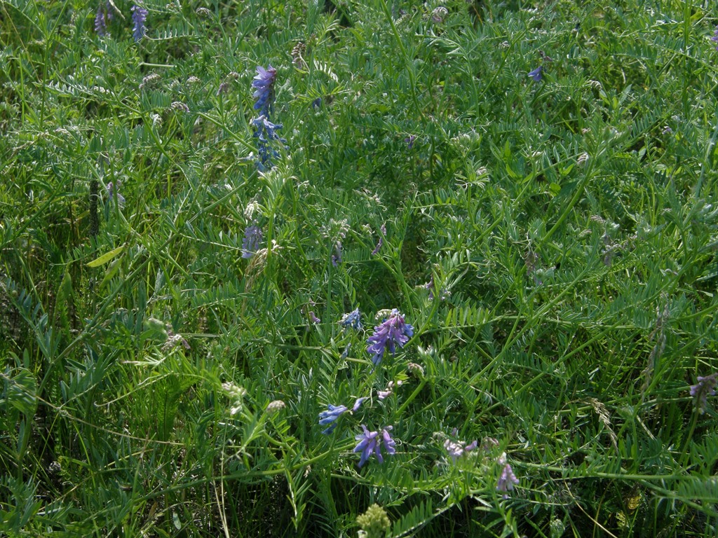 Image of Vicia cracca specimen.