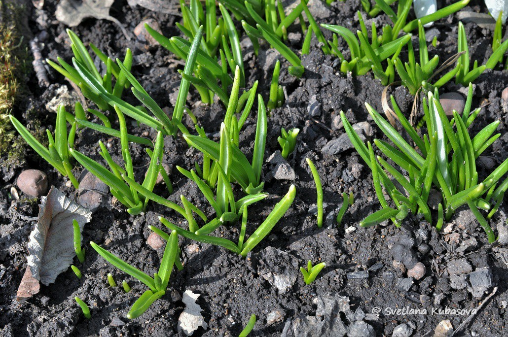 Image of Ornithogalum nutans specimen.