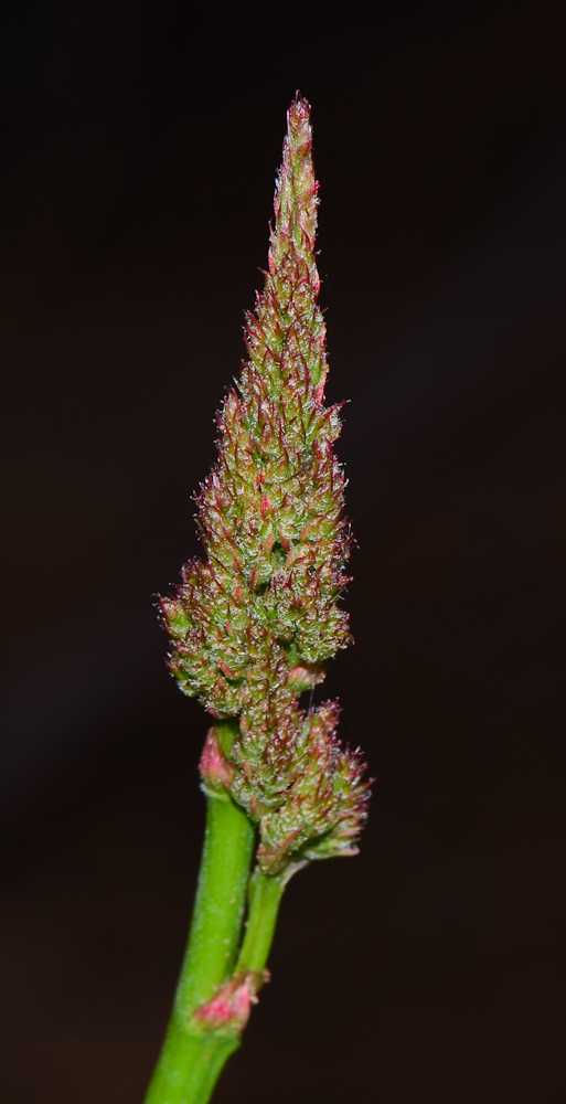 Image of Limonium perezii specimen.