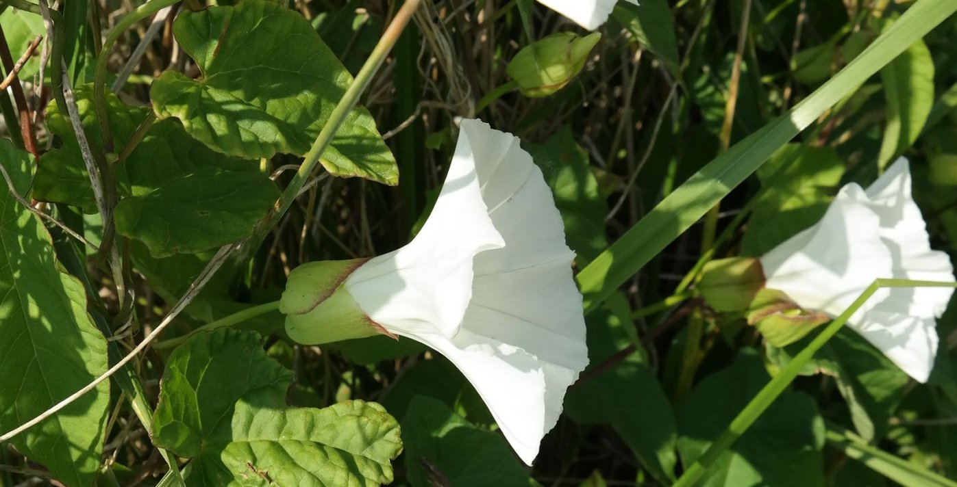 Image of Calystegia sepium specimen.