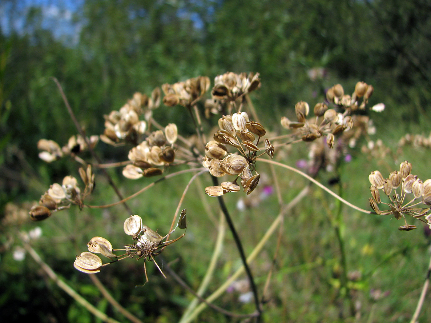 Image of Heracleum sibiricum specimen.