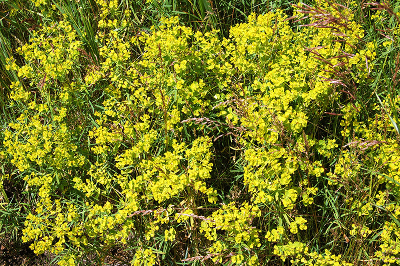 Изображение особи Euphorbia virgata.