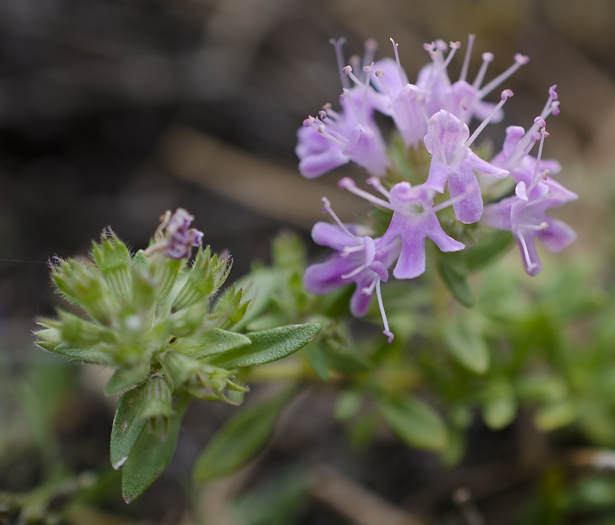 Image of Thymus roseus specimen.