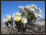 Pulsatilla orientali-sibirica