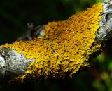 Xanthoria parietina. Слоевище с апотециями. Московская обл., Раменский р-н, окр. ж.-д. платформы Хрипань, смешанный лес у ЛЭП. 03.06.2015.