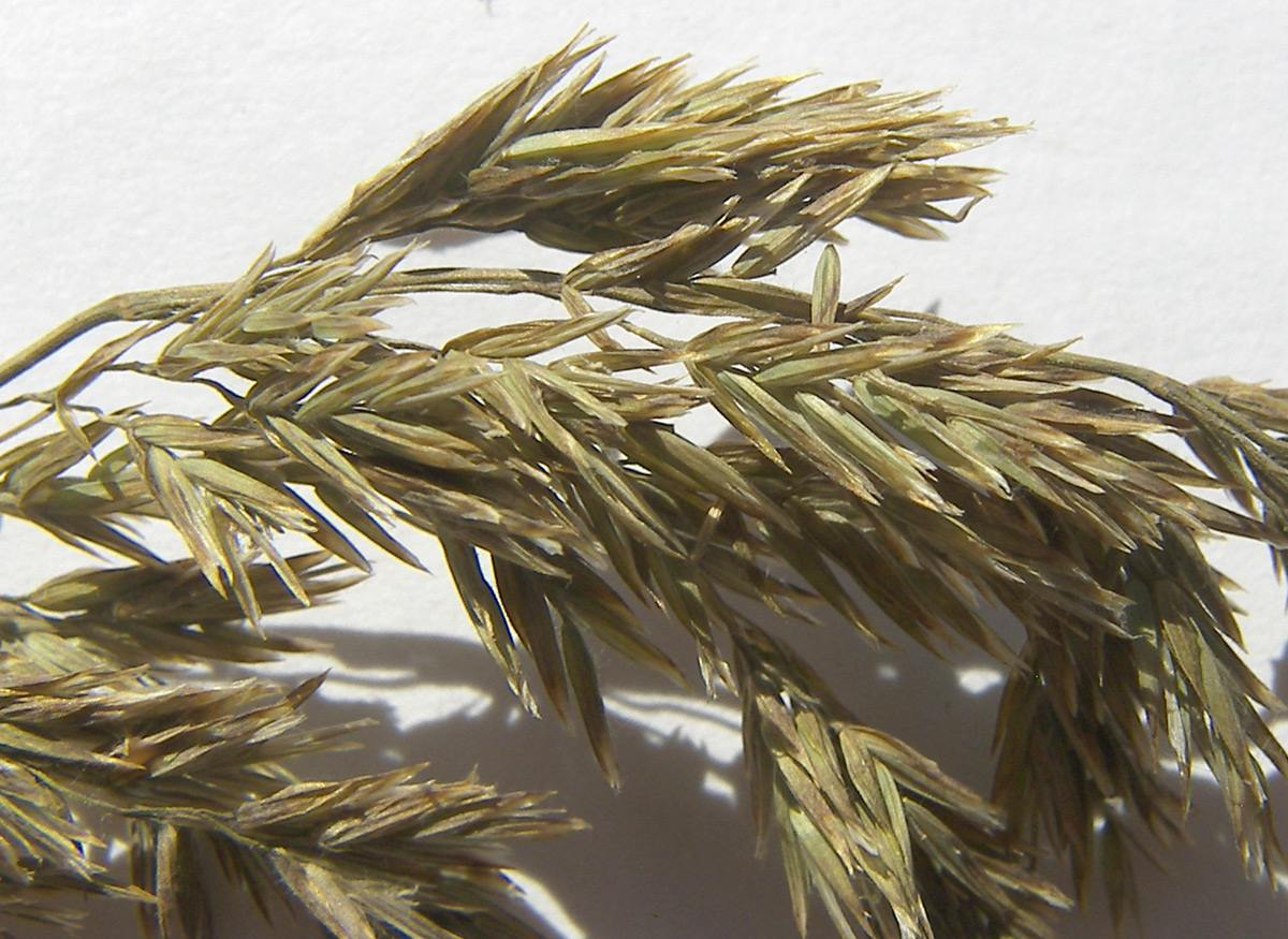 Image of Poa iberica specimen.