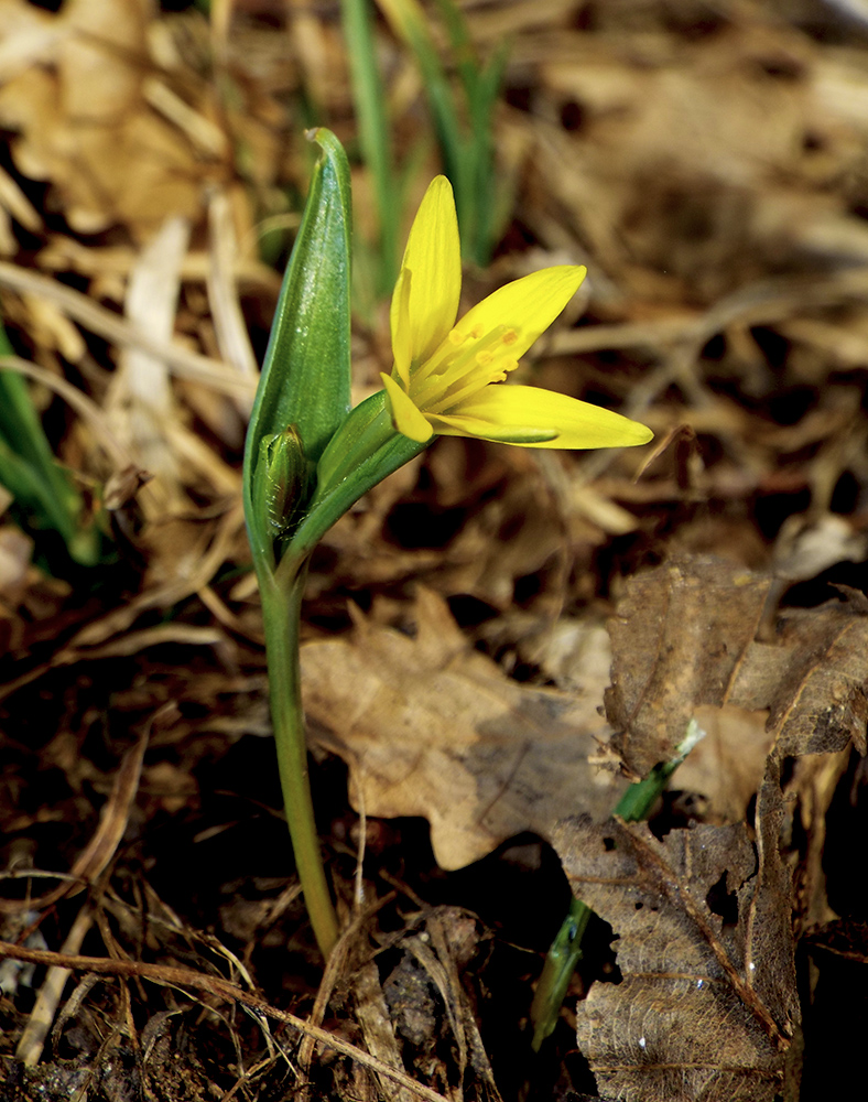 Image of Gagea pusilla specimen.