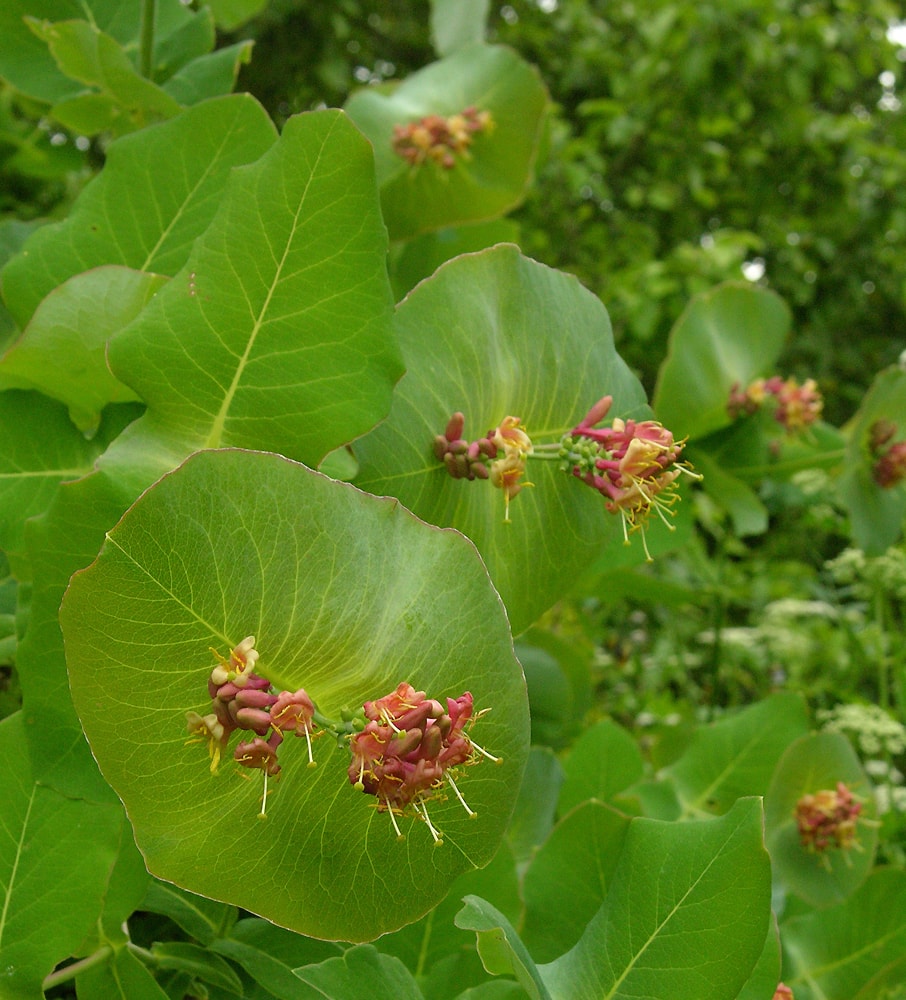 Изображение особи Lonicera dioica.