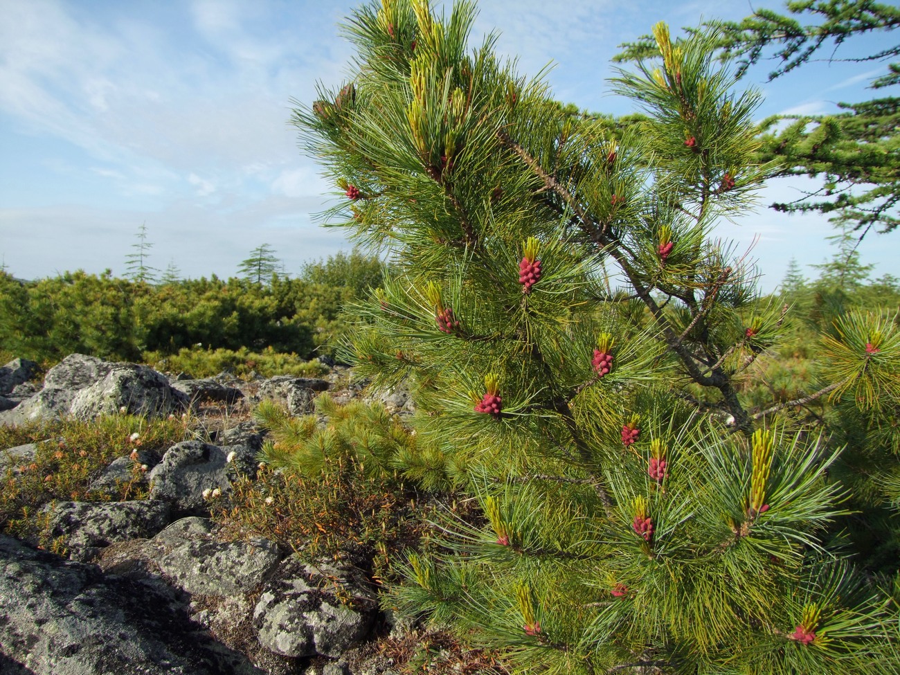 Image of Pinus pumila specimen.