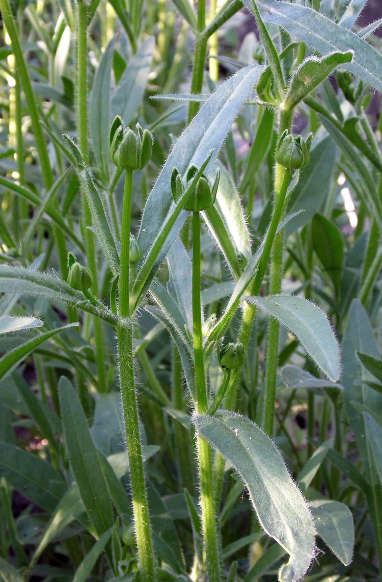 Image of Coreopsis grandiflora specimen.