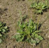 Plantago major