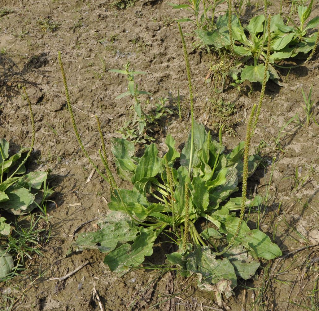 Image of Plantago major specimen.