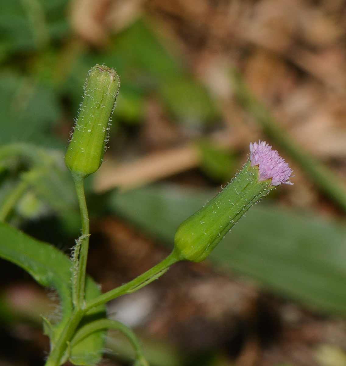 Image of Emilia sonchifolia specimen.