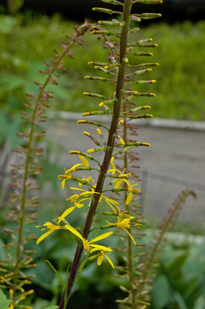 Image of Ligularia przewalskii specimen.
