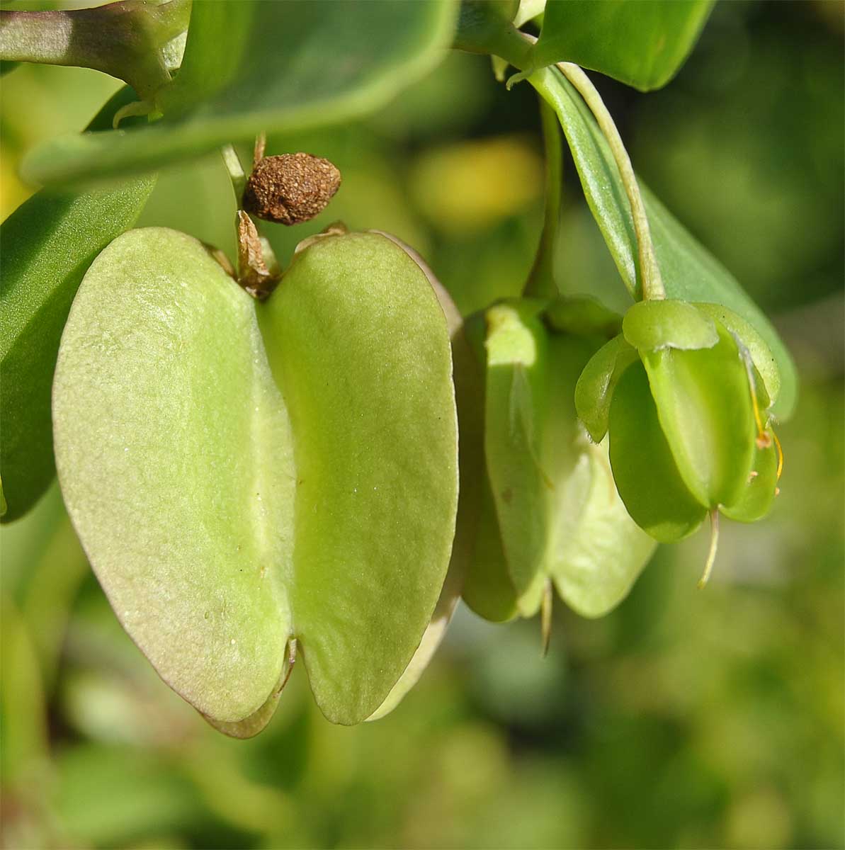 Image of Roepera morgsana specimen.