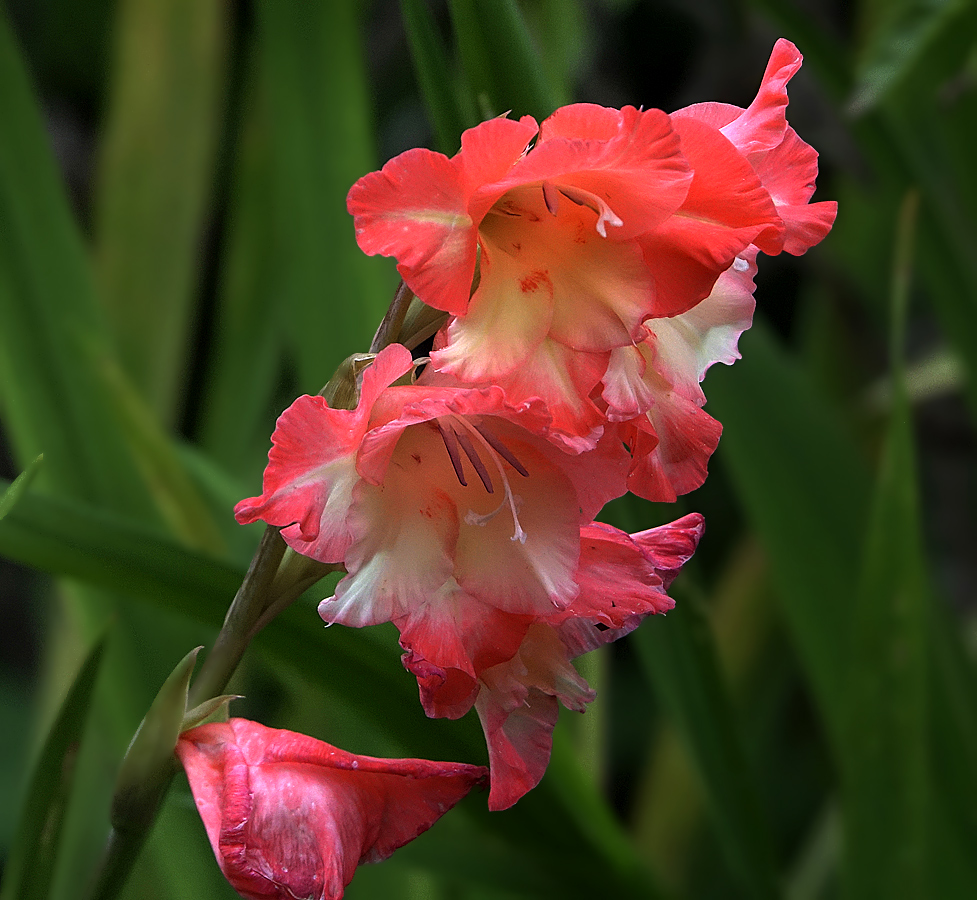 Image of Gladiolus &times; gandavensis specimen.