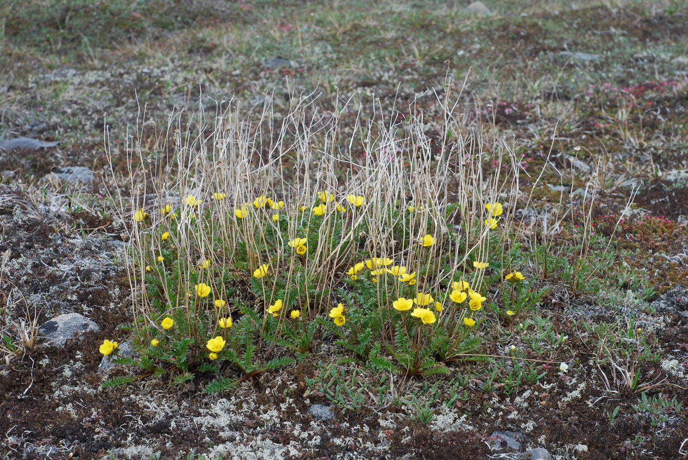 Image of Acomastylis rossii specimen.