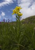 Lilium monadelphum