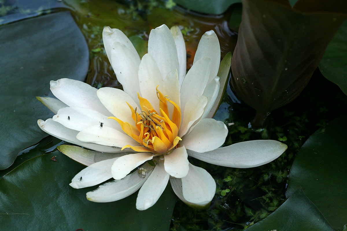 Image of Nymphaea alba specimen.