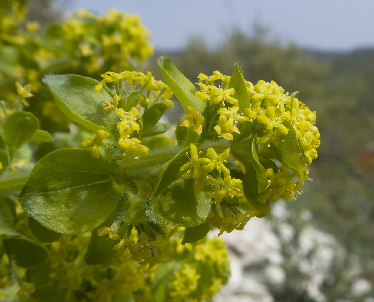 Изображение особи Cruciata taurica.