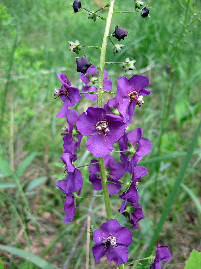 Image of Verbascum phoeniceum specimen.