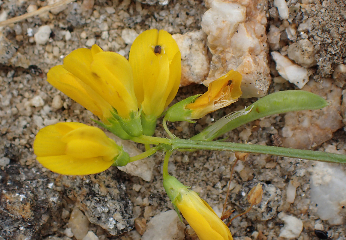 Изображение особи Trigonella corniculata ssp. balansae.