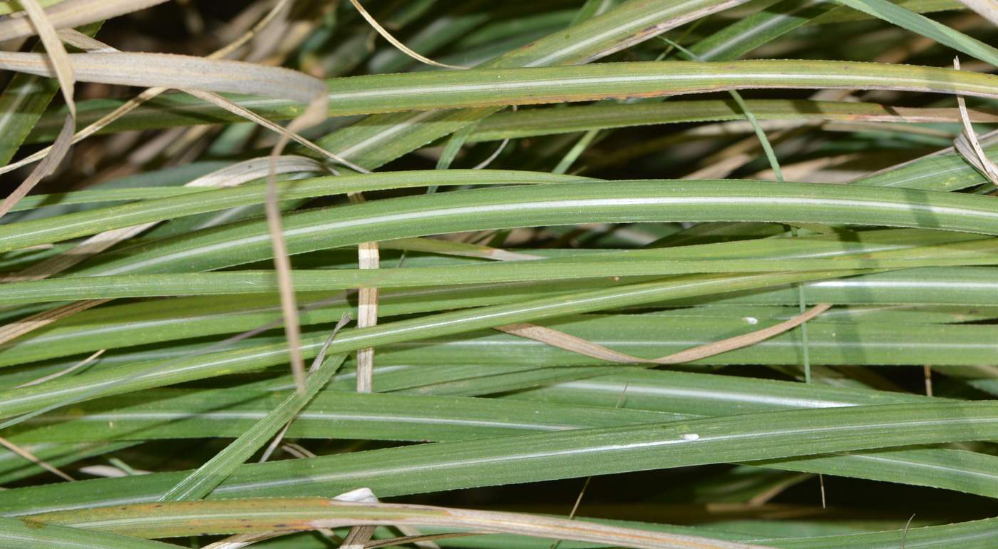 Image of genus Miscanthus specimen.