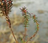Смотреть изображение Empetrum stenopetalum
