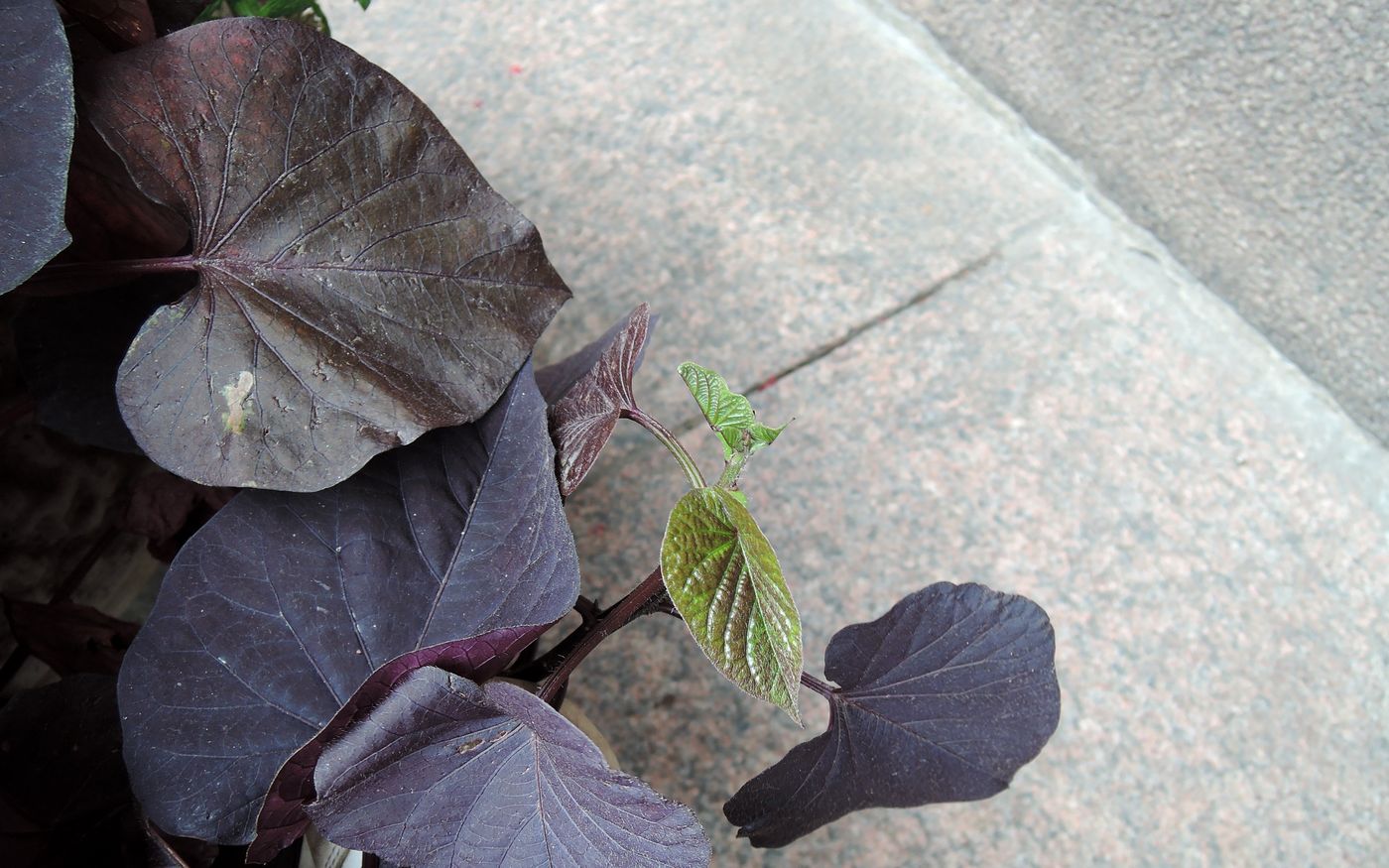 Image of Ipomoea batatas specimen.