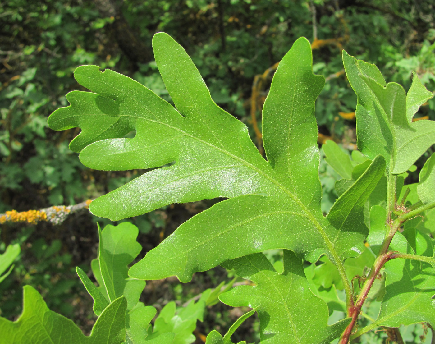 Image of Quercus pubescens specimen.