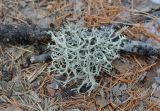 Evernia mesomorpha. Слоевище на коре упавшей ветви Larix olgensis. Приморский край, Кавалеровский р-н, хр. Сихотэ-Алинь. 03.01.2019.