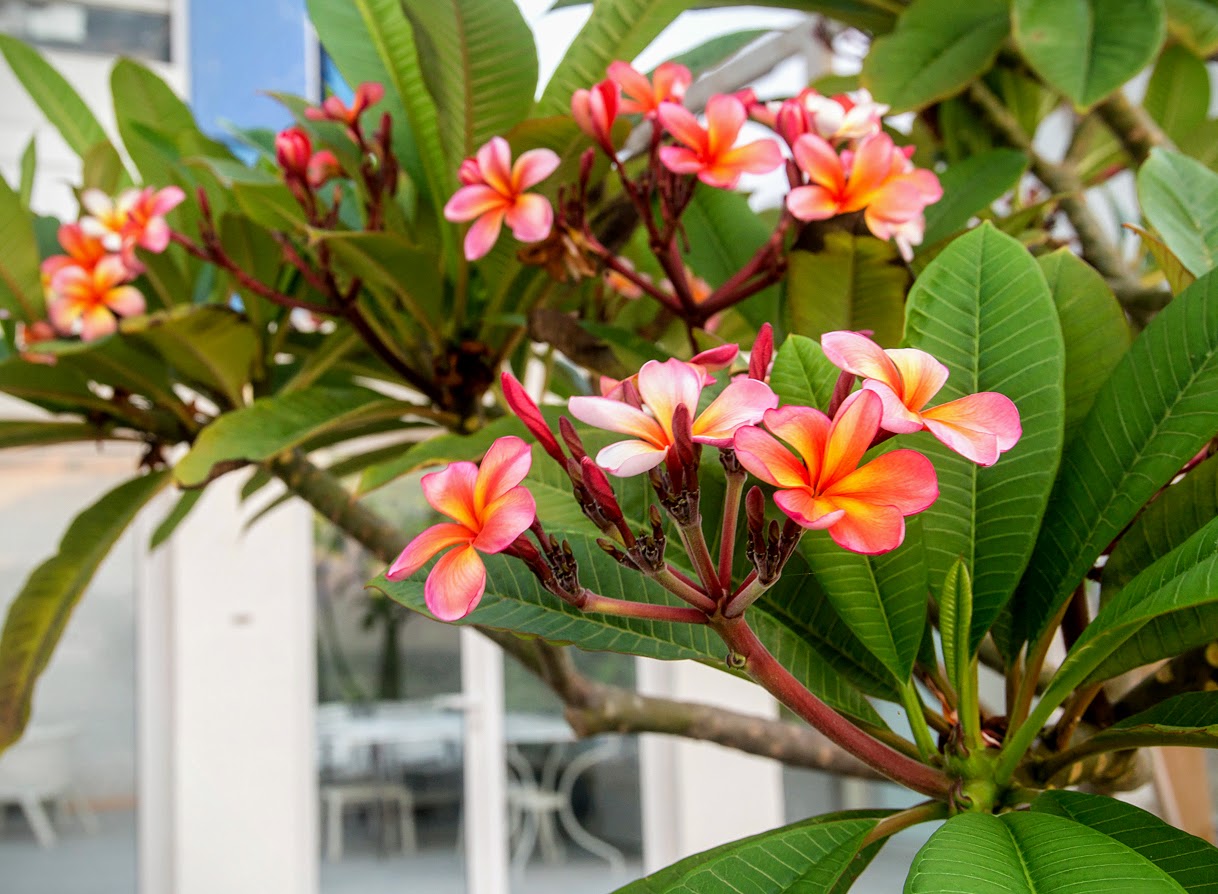 Изображение особи Plumeria rubra.