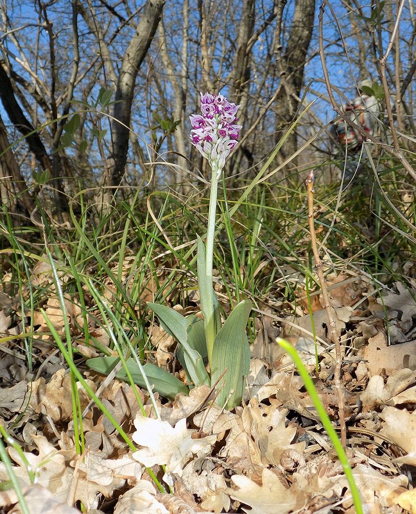 Image of Orchis simia specimen.