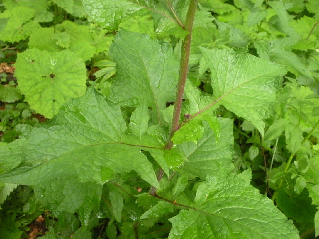 Image of Cicerbita alpina specimen.