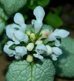 Lamium maculatum. Соцветие (культивар с белыми цветками). Ярославская обл., г. Переславль-Залесский, в культуре. Июнь 2019 г.