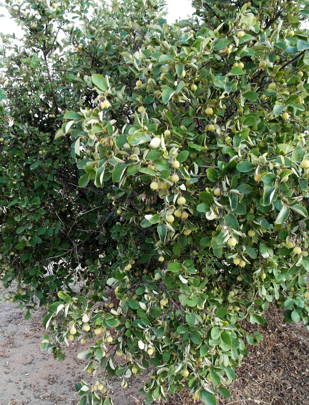 Image of Styrax officinalis specimen.