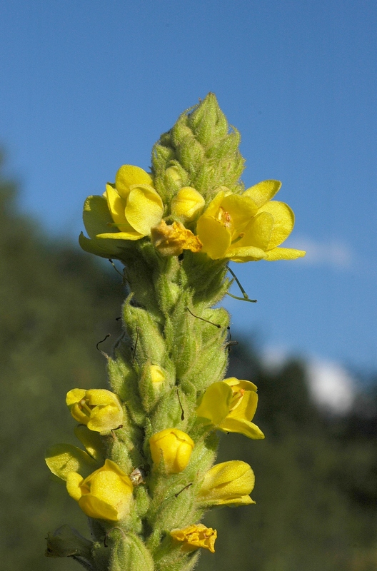 Изображение особи Verbascum thapsus.