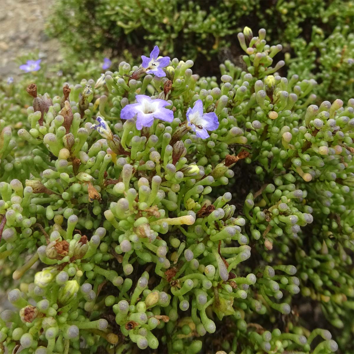 Image of Nolana ramosissima specimen.