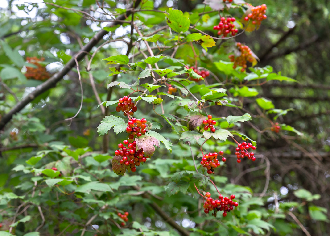 Изображение особи Viburnum opulus.