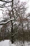 Quercus robur. Дерево с неопавшими листьями (\"зимняя\" форма). Беларусь, г. Гродно, лесопарк Пышки. 25.12.2018.