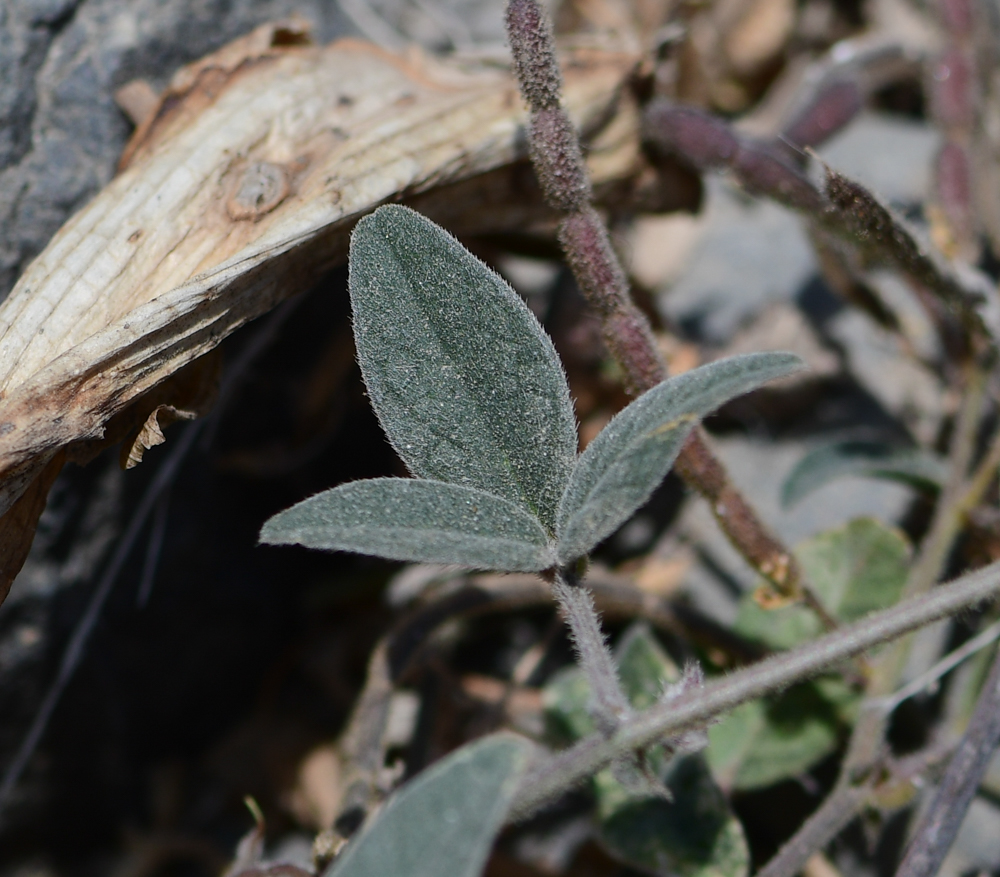 Image of Desmodium scorpiurus specimen.