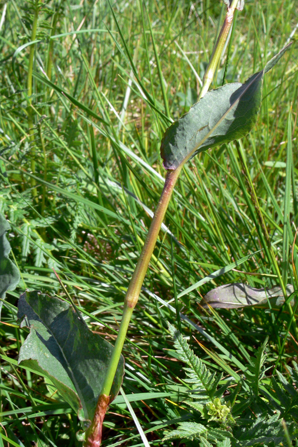 Изображение особи Bistorta officinalis.