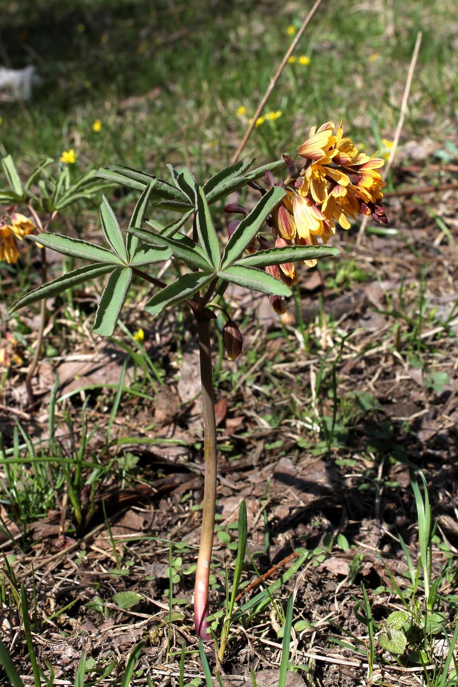 Изображение особи Gymnospermium alberti.