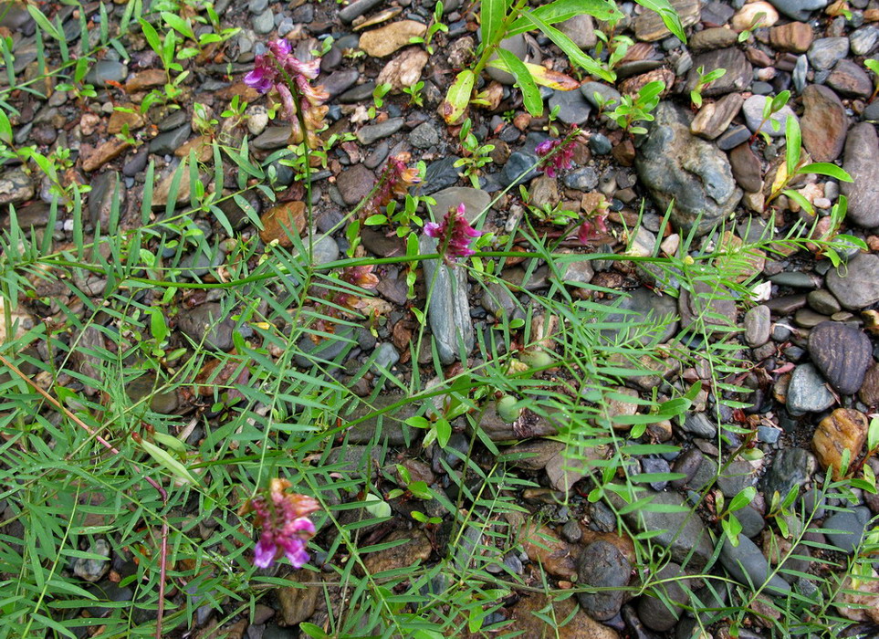 Image of Vicia megalotropis specimen.