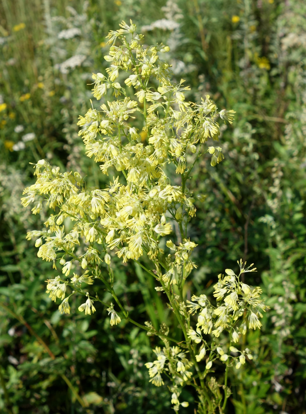 Image of Thalictrum amurense specimen.