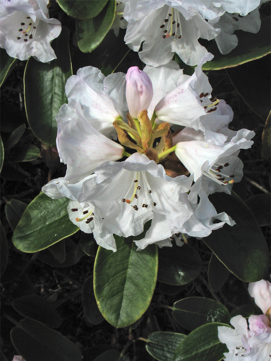 Image of Rhododendron wallichii specimen.