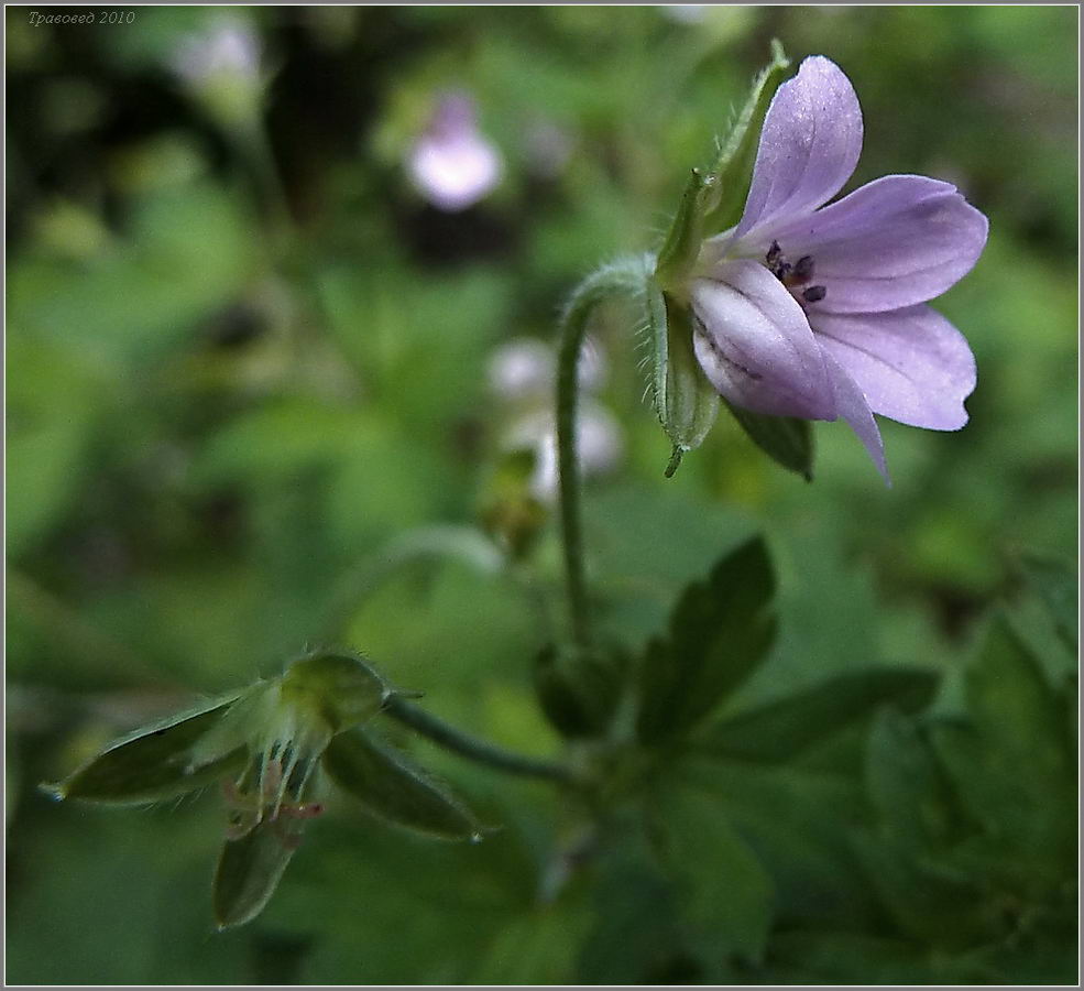 Image of Geranium popovii specimen.