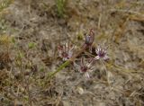 Allium verticillatum